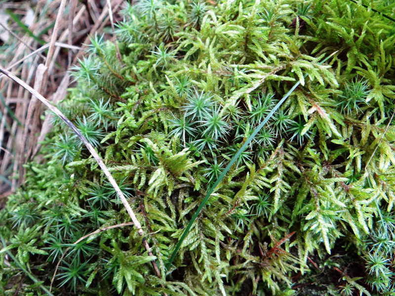 Pleurozium schreberi